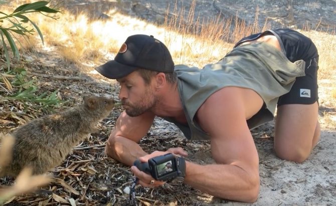 When Thor Crossed Paths with a Quokka