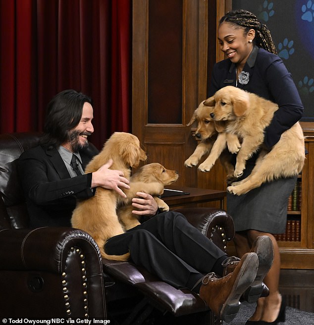 Keanu Reeves plays with Golden Retriever puppies on The Tonight Show and takes part in a “pup quiz.”